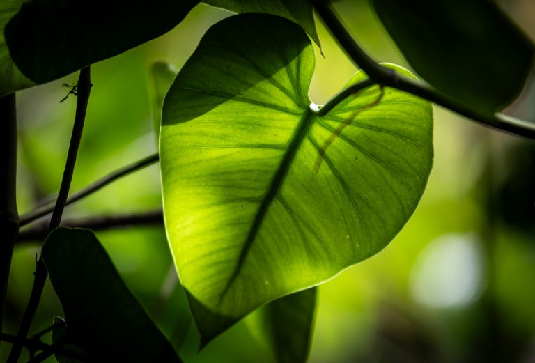 How Does Photosynthesis Fuel Life on Earth?