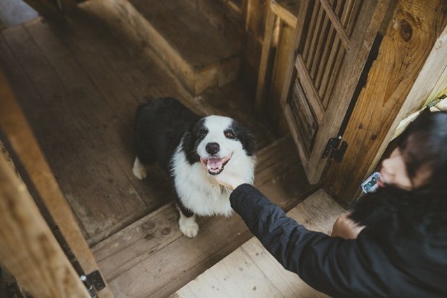 Benefits of Owning a Dog: Why Every Home Needs a Furry Companion