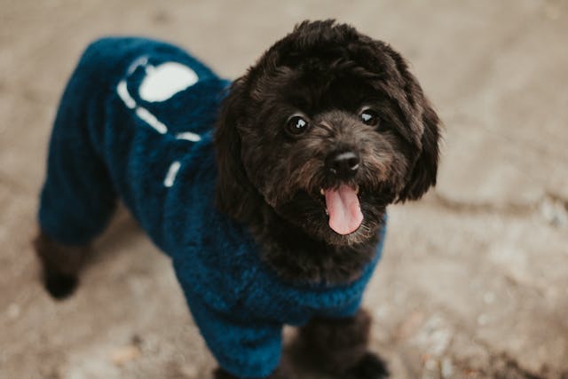 How To Dress Your Dog Comfortably?