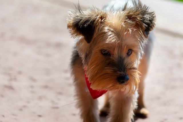 Everything You Need to Know About Teacup Yorkies