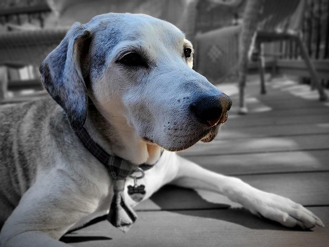5 Surprising Ways to Help Dogs Stay Active in Their Senior Years