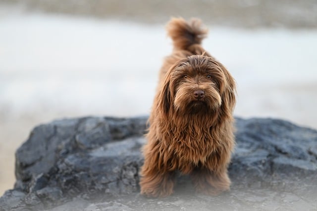 Best 7 In-Home Dog Grooming Services NYC Has to Offer in 2025