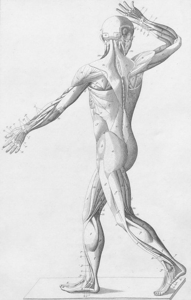Foundational Anatomy Skills That Boost Professional Expertise