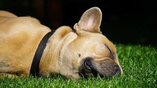 How to Choose a Flea and Tick Collar Depending on Dog Size?