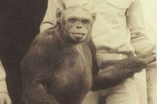 OLIVER – THE HUMANZEE 2
